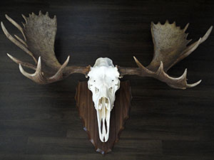Clean The Deer Skull