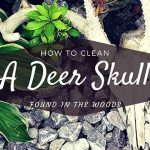How To Clean A Deer Skull