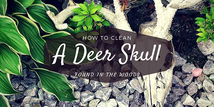 How To Clean A Deer Skull