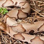 How To Identify A Copperhead Snake