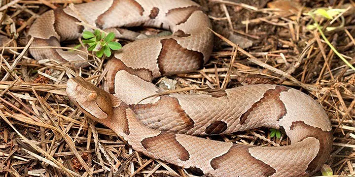 How To Identify A Copperhead Snake