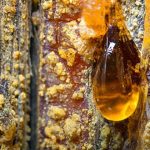 How To Make Pine Tar