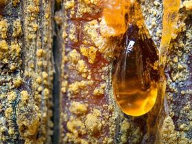 How To Make Pine Tar