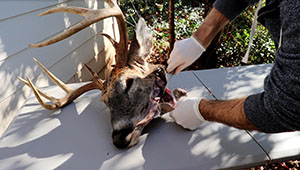 The Way To Clean A Deer Skull